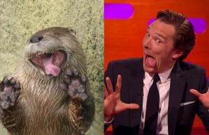 Benedict Cumberbatch imitando a una nutria