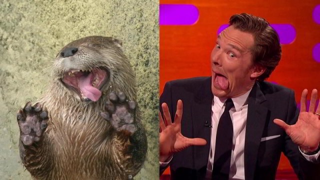 Benedict Cumberbatch imitando a una nutria